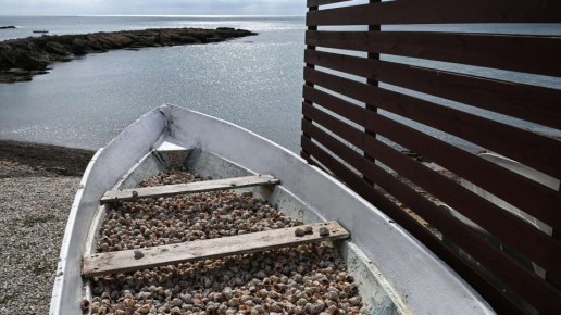 Россия и Китай ждут увеличения добычи крымского рапана