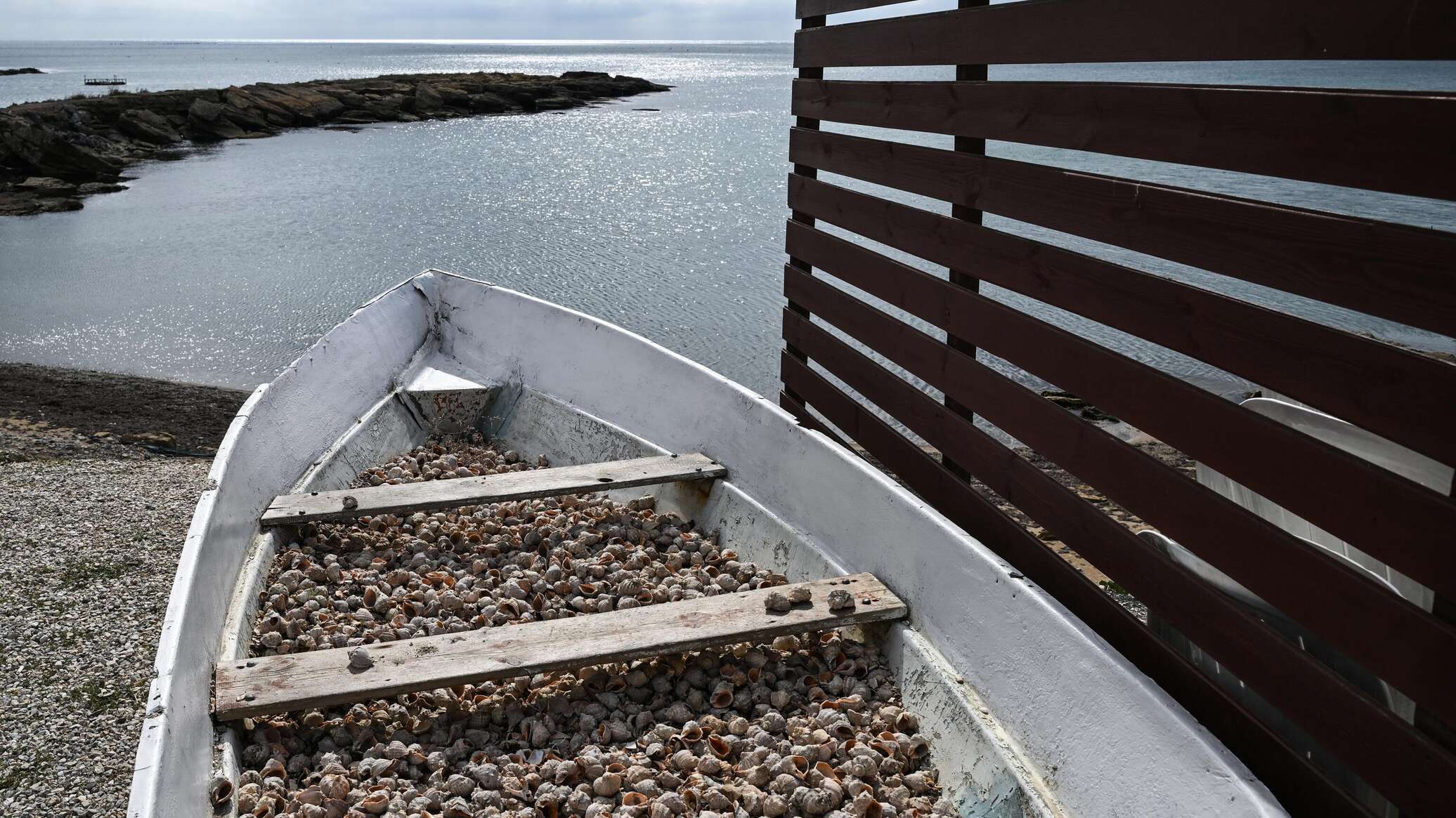 Россия и Китай ждут увеличения добычи крымского рапана