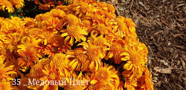 «Летний Снег» или «Жар-Птица»: в Крыму выбирают Принцессу «Бала хризантем» 2025 «Летний Снег» или «Жар-Птица»: в Крыму выбирают Принцессу «Бала хризантем» 2025