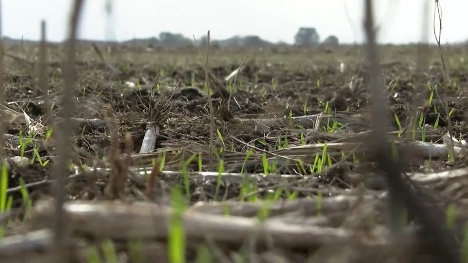 Посевная кампания 2026 года уже завершена более, чем на 65%