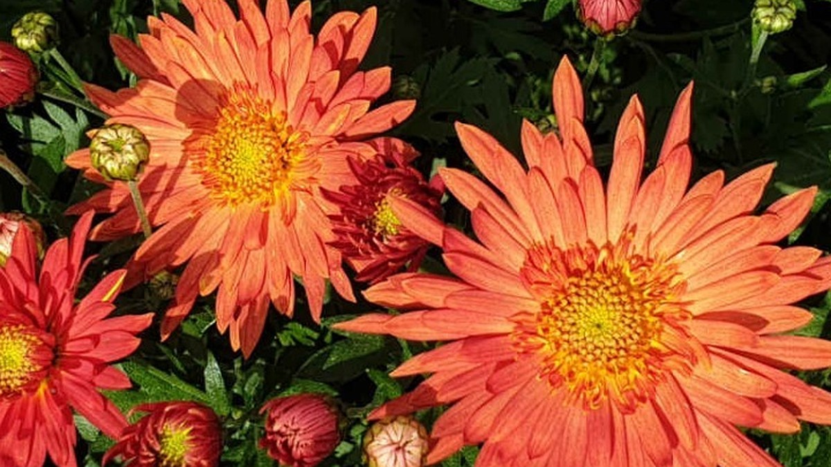 «Летний Снег» или «Жар-Птица»: в Крыму выбирают Принцессу «Бала хризантем» 2025