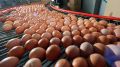 Инфляция в Крыму ускорилась: больше всего подорожали яйца и мясопродукты