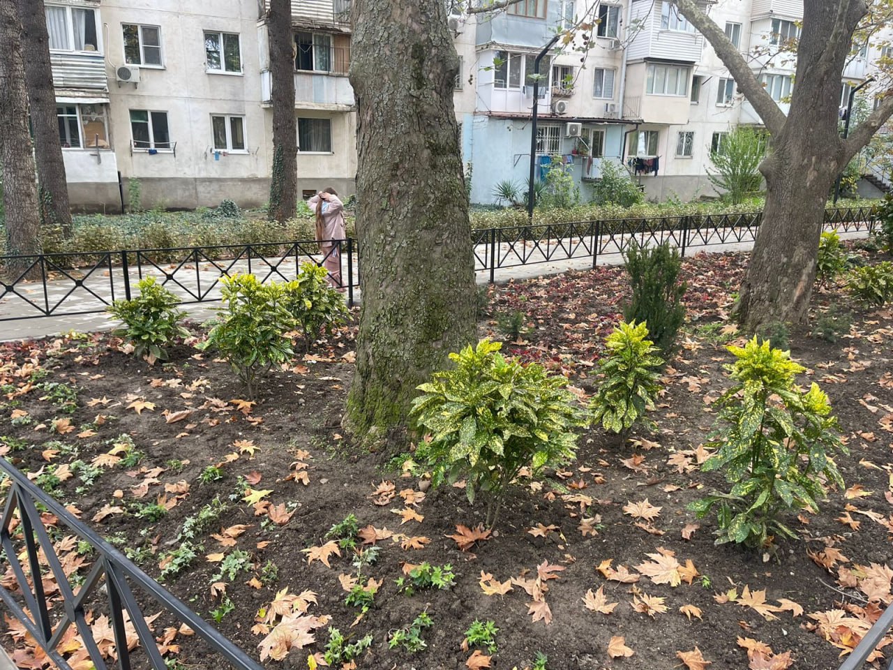 Галина Огнёва: Продолжаем озеленять любимую Алушту! Галина Огнёва: Продолжаем озеленять любимую Алушту!
