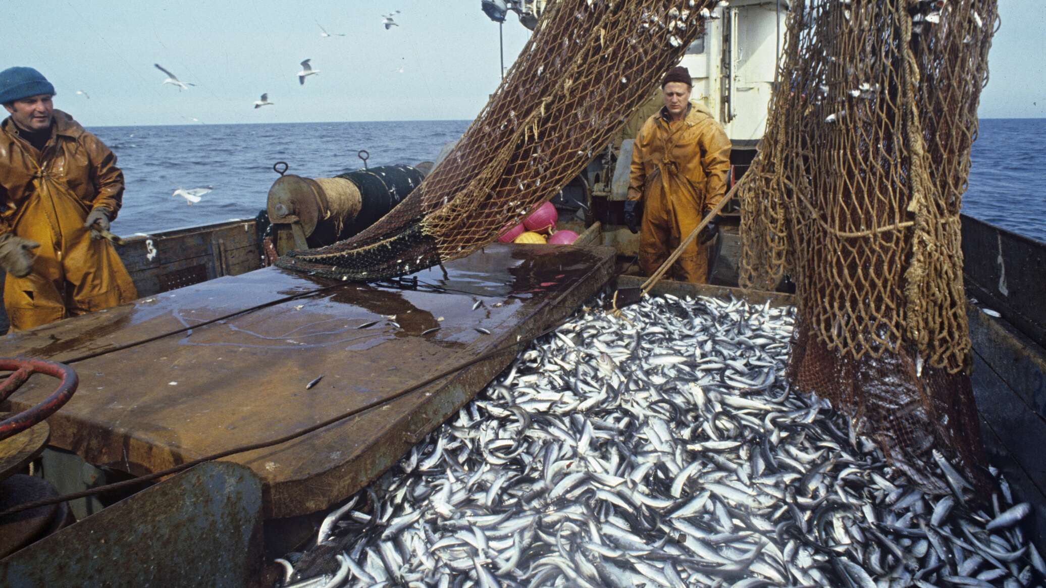 Господдержка рыбной отрасли в Крыму: кому и сколько выделят