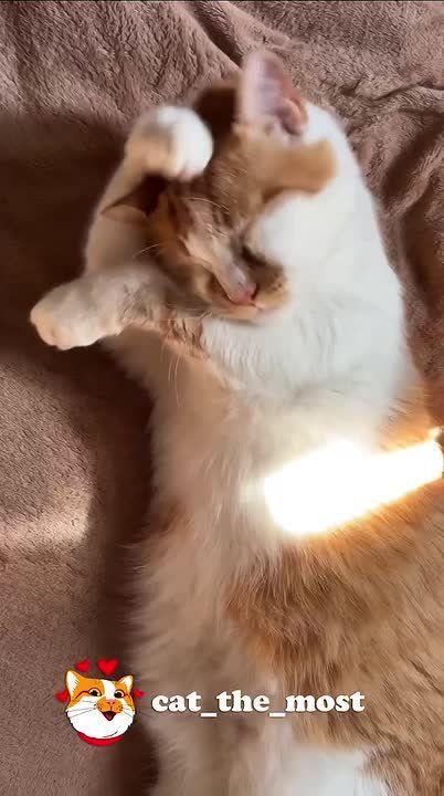 Кот Мостик: Первый кот-журналист, построивший мост, в первом национальном мессенджере!