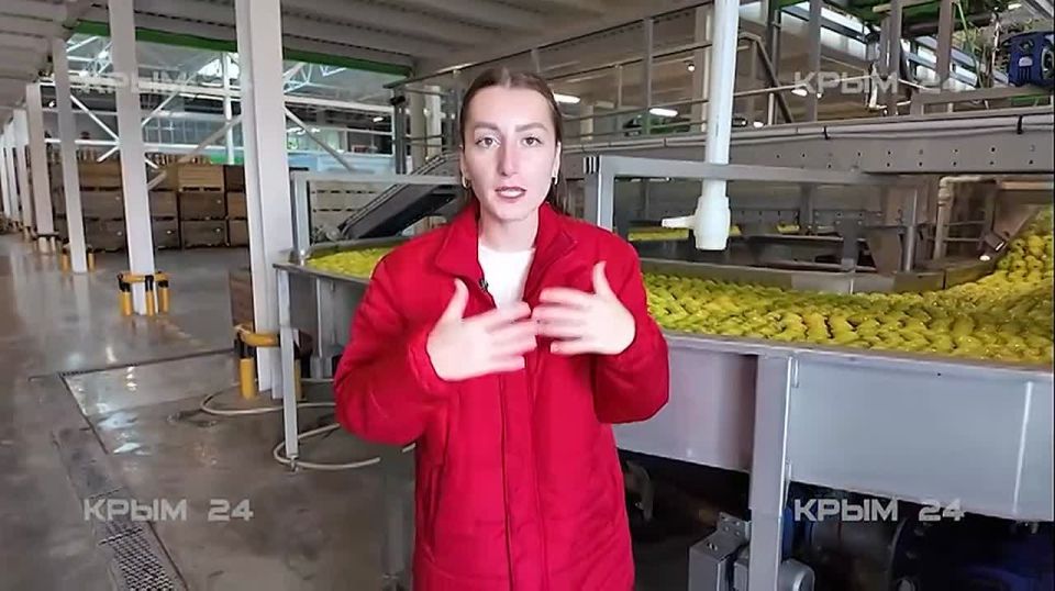 Десять тысяч тонн яблок планируют заложить на длительное хранение на одном из предприятий Крыма