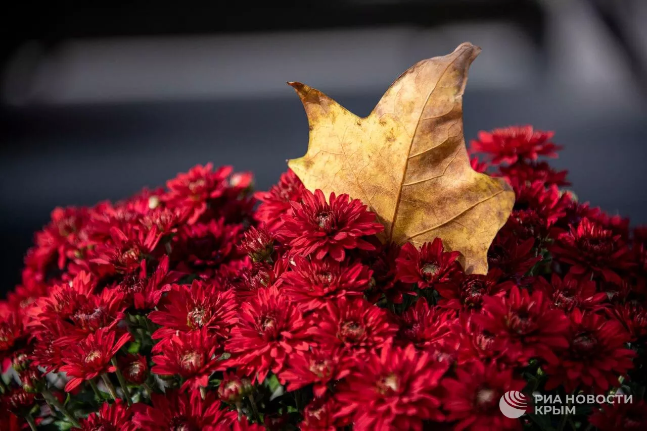 Золото, бронза и медь: цвета осени в Крыму Золото, бронза и медь: цвета осени в Крыму