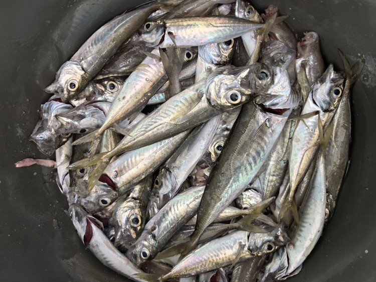 Туристы ищут рыбу, а находят гамбургеры: почему в Крыму хамса «золотая» Туристы ищут рыбу, а находят гамбургеры: почему в Крыму хамса «золотая»