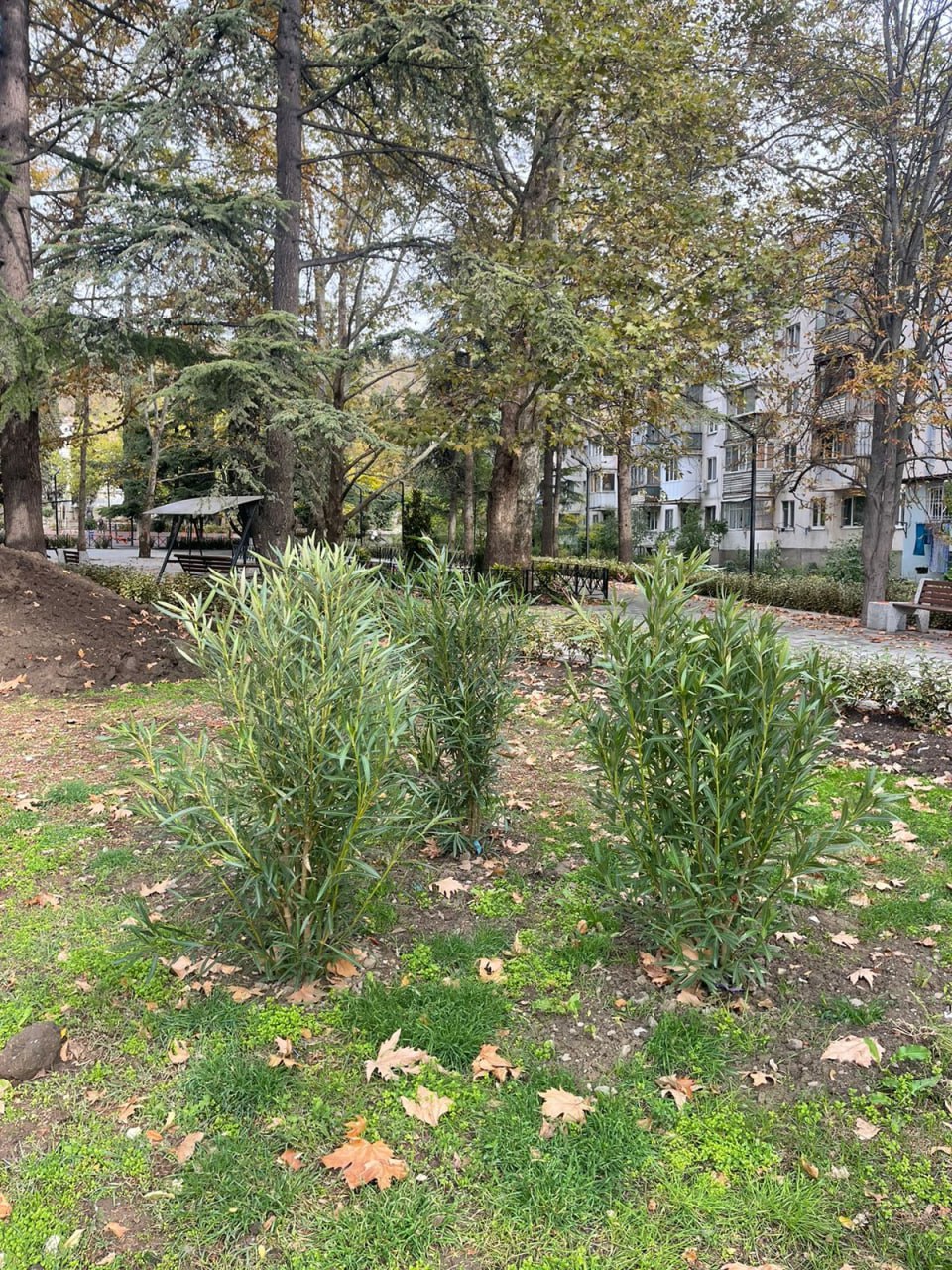 Галина Огнёва: Продолжаем озеленять любимую Алушту! Галина Огнёва: Продолжаем озеленять любимую Алушту!