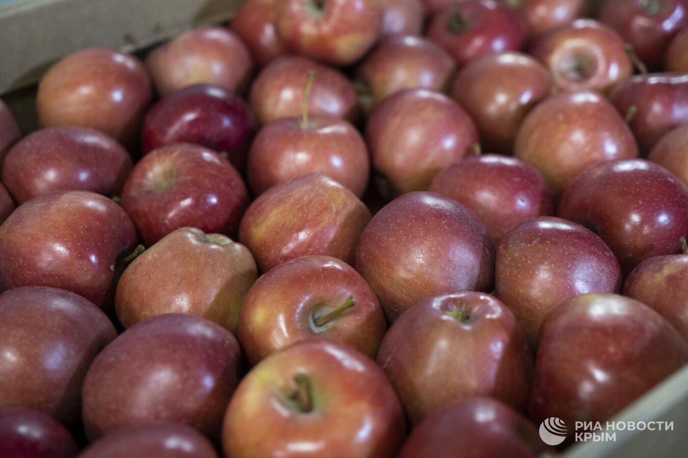 Впадают в спячку: как в Крыму хранят яблоки перед отправкой на материк Впадают в спячку: как в Крыму хранят яблоки перед отправкой на материк