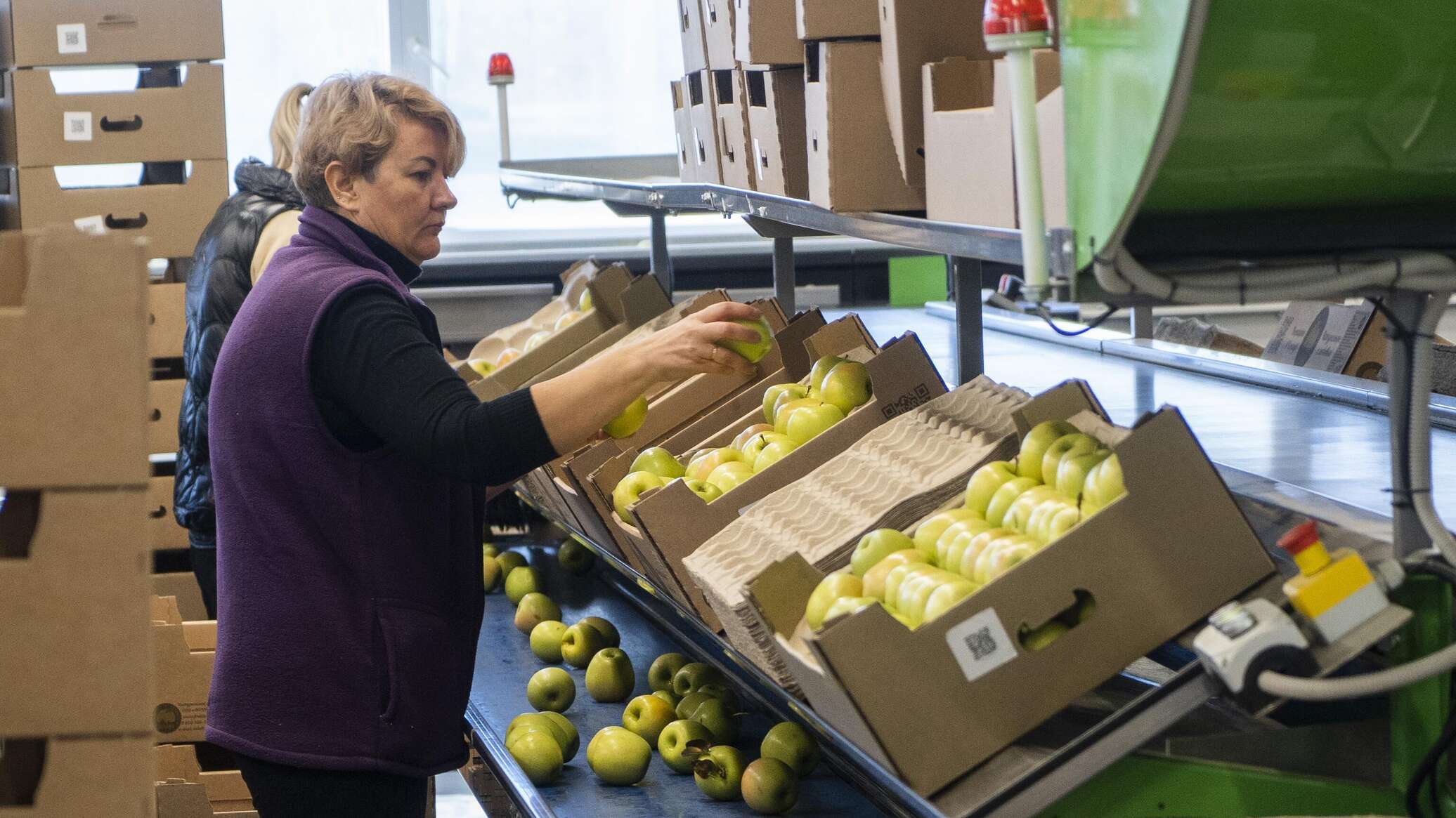 Впадают в спячку: как в Крыму хранят яблоки перед отправкой на материк