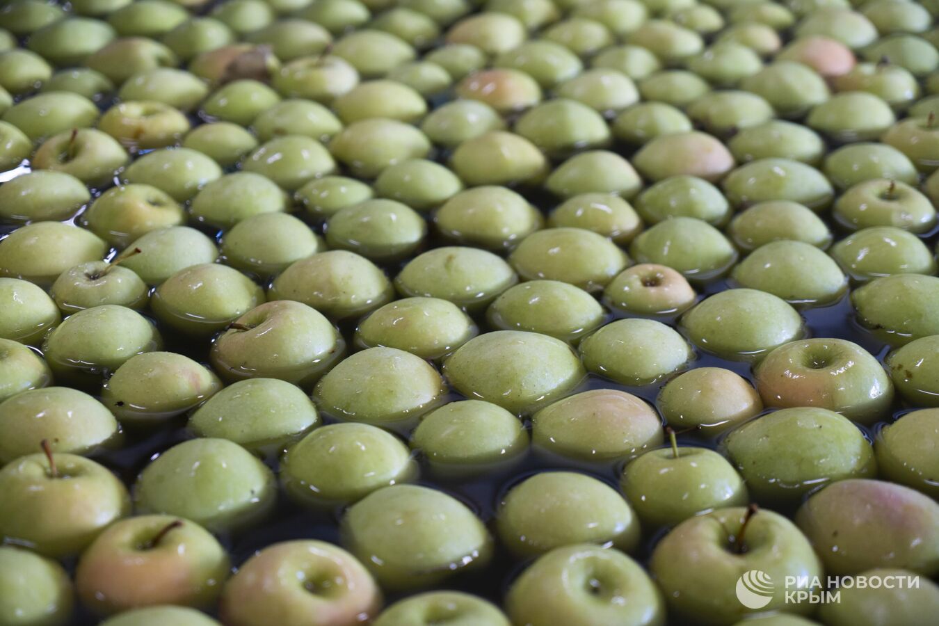 Впадают в спячку: как в Крыму хранят яблоки перед отправкой на материк Впадают в спячку: как в Крыму хранят яблоки перед отправкой на материк