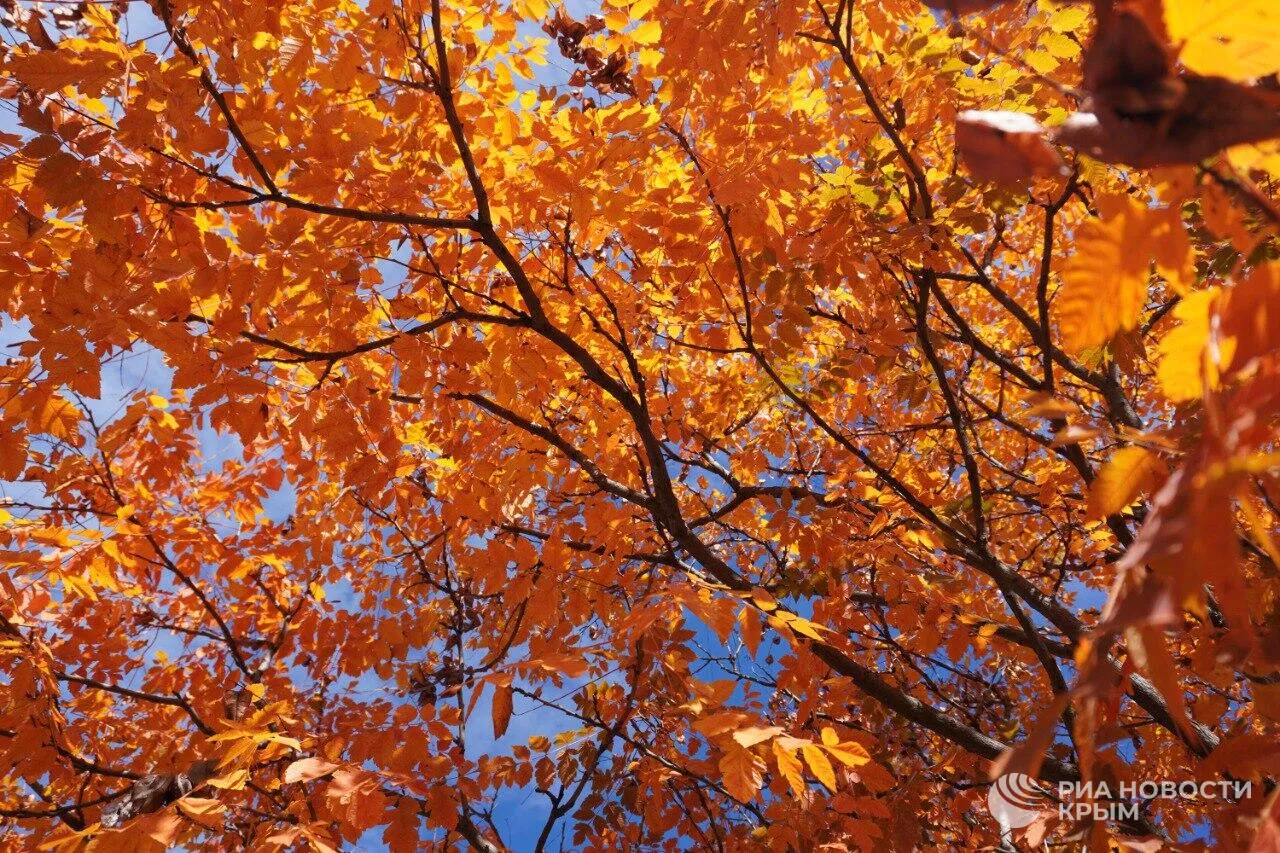 Золото, бронза и медь: цвета осени в Крыму Золото, бронза и медь: цвета осени в Крыму