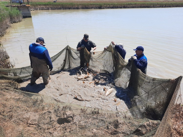 Туристы ищут рыбу, а находят гамбургеры: почему в Крыму хамса «золотая» Туристы ищут рыбу, а находят гамбургеры: почему в Крыму хамса «золотая»