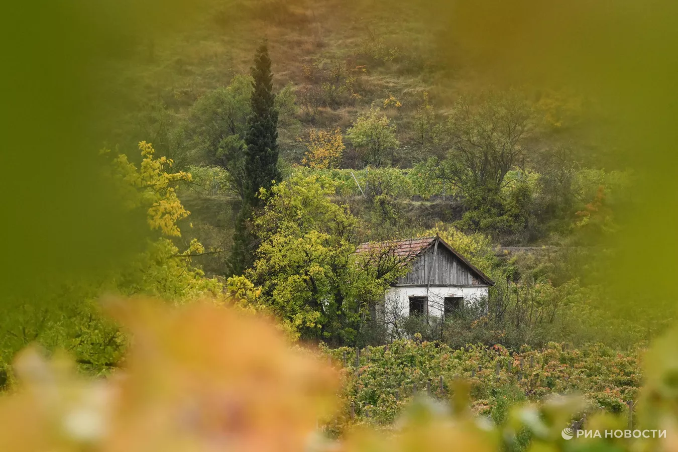 Золото, бронза и медь: цвета осени в Крыму Золото, бронза и медь: цвета осени в Крыму