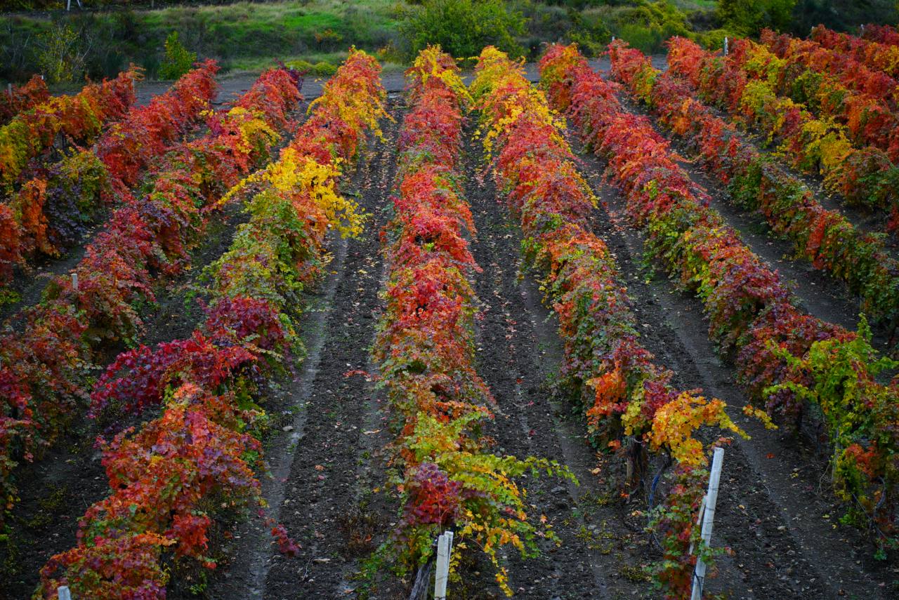 Осенние виноградники Крыма - это чистая магия Осенние виноградники Крыма - это чистая магия