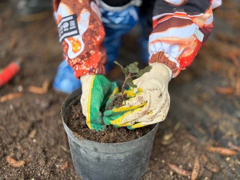 Юные экологи из школы «Экотех» посадили дубы в лесном питомнике