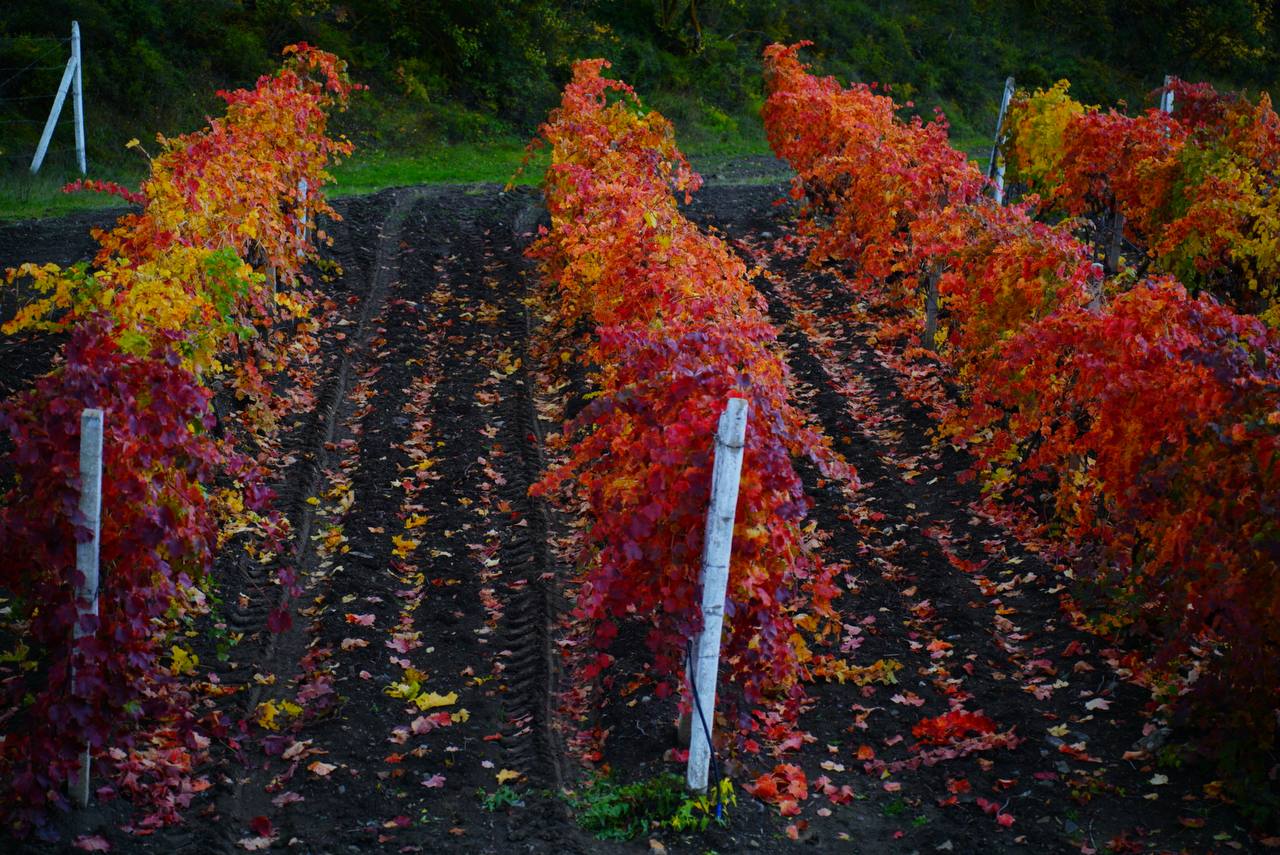 Осенние виноградники Крыма - это чистая магия Осенние виноградники Крыма - это чистая магия