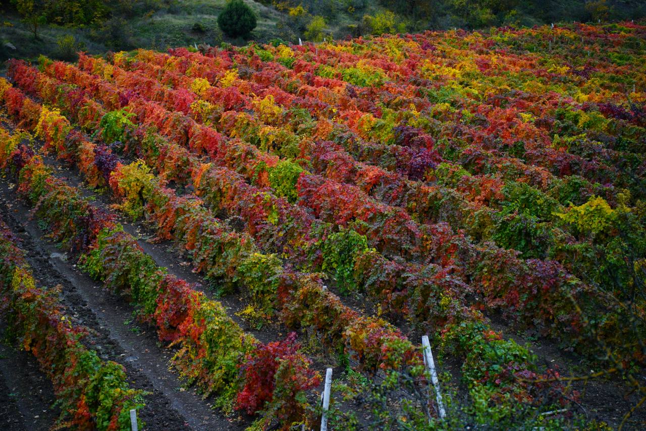 Осенние виноградники Крыма - это чистая магия Осенние виноградники Крыма - это чистая магия