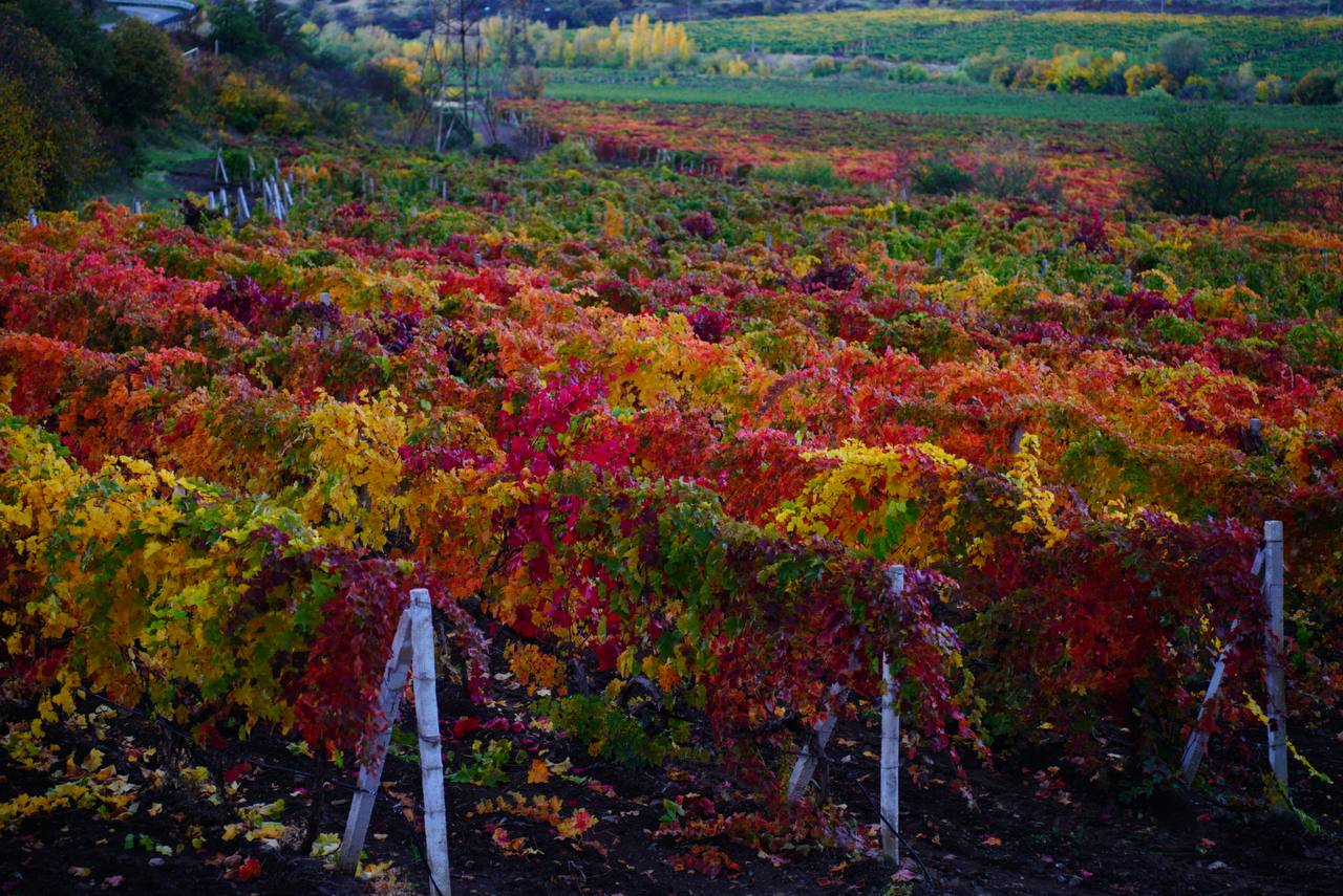Осенние виноградники Крыма - это чистая магия Осенние виноградники Крыма - это чистая магия