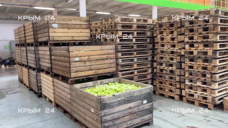 В Крыму собрали больше 25 тонн яблок, груш и айвы в этом году