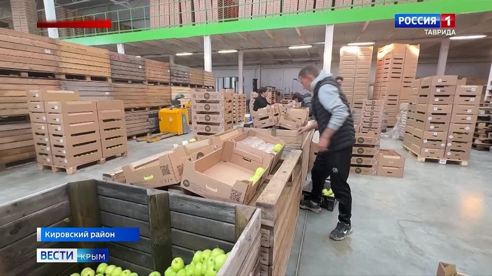 На этой неделе в Крыму завершается сбор яблок
