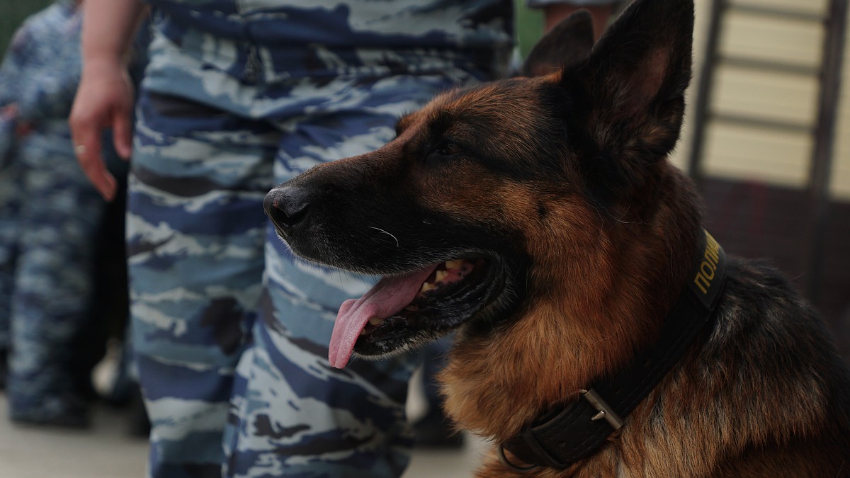 Полицейские предотвратили сбыт крупной партии наркотиков в Симферополе