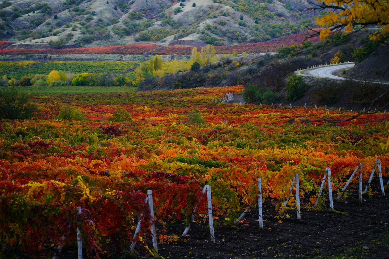 Осенние виноградники Крыма - это чистая магия Осенние виноградники Крыма - это чистая магия