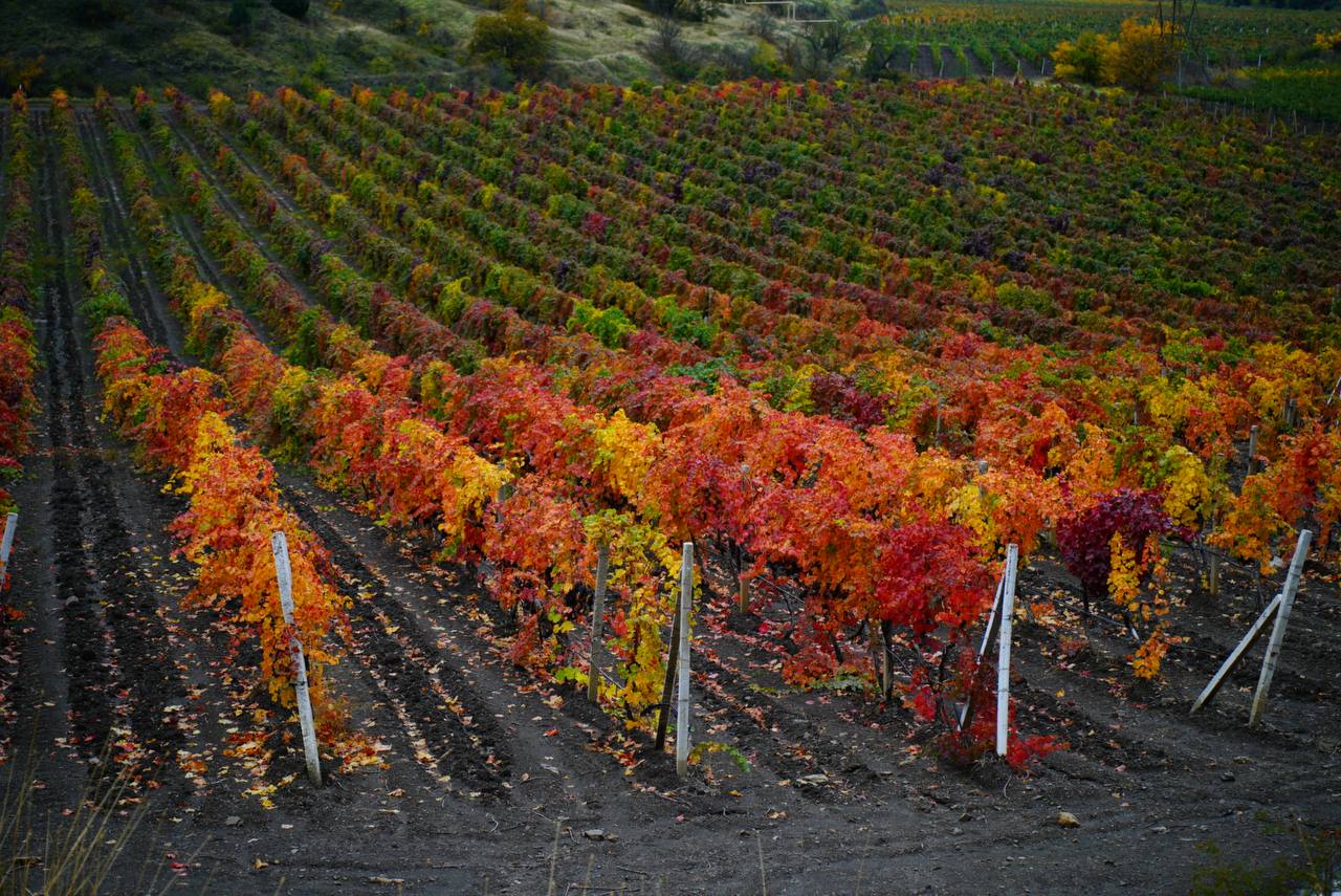 Осенние виноградники Крыма - это чистая магия