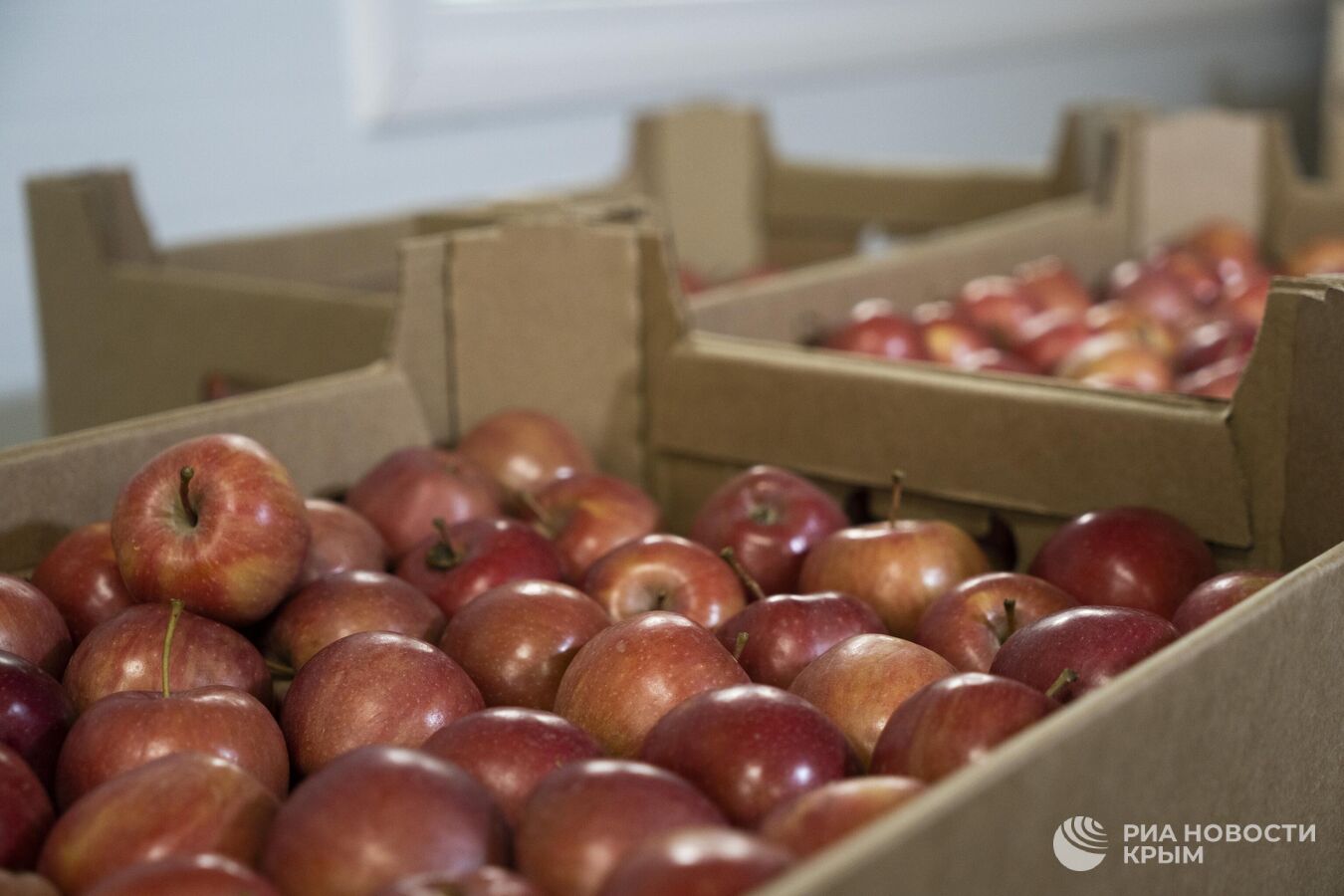 Впадают в спячку: как в Крыму хранят яблоки перед отправкой на материк Впадают в спячку: как в Крыму хранят яблоки перед отправкой на материк