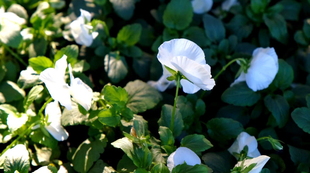 Ялту украсят более 90 тысяч цветов