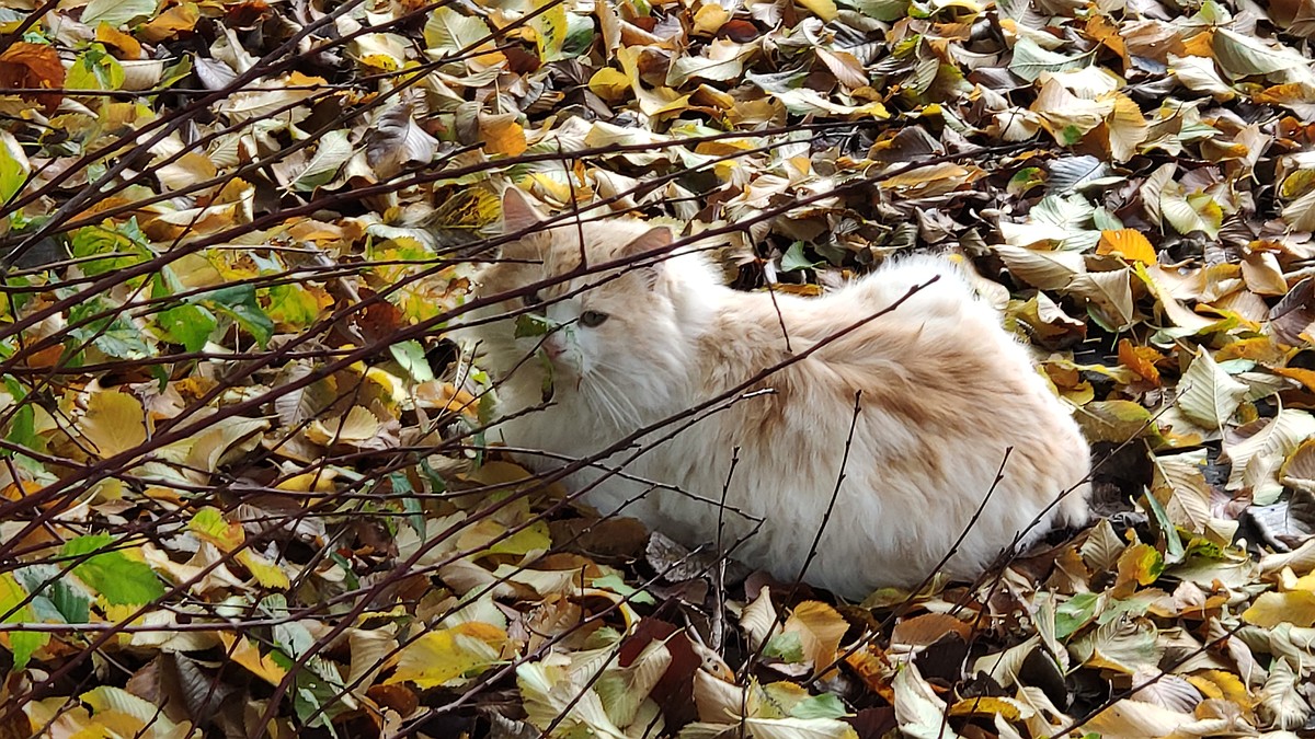 Погода на 30 октября 2025 года в Крыму и Севастополе: воздух прогреется до 18 градусов