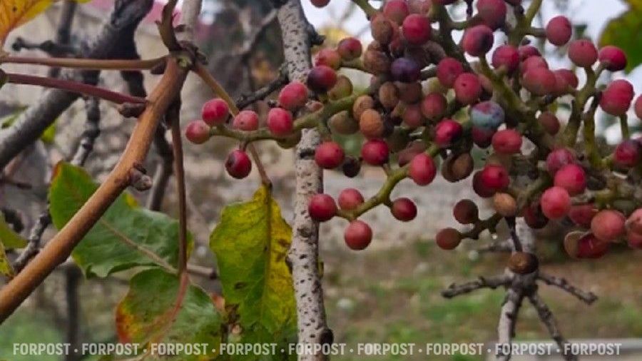 Суд в Севастополе оставил землю с краснокнижными фисташками за городом Суд в Севастополе оставил землю с краснокнижными фисташками за городом
