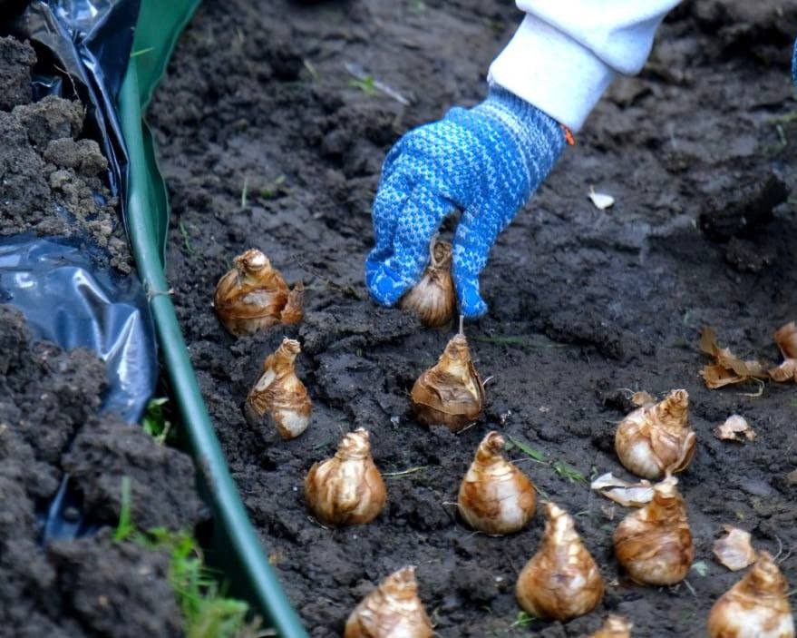 Янина Павленко: Более 90 тысяч цветов будет высажено в муниципалитете – Зеленстрой приступил к осеннему цветочному оформлению нашей красавицы Ялты Янина Павленко: Более 90 тысяч цветов будет высажено в муниципалитете – Зеленстрой приступил к осеннему цветочному оформлению нашей красавицы Ялты