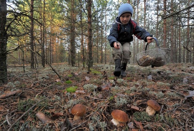 «Тихая охота» продолжается: самые грибные места Крыма «Тихая охота» продолжается: самые грибные места Крыма