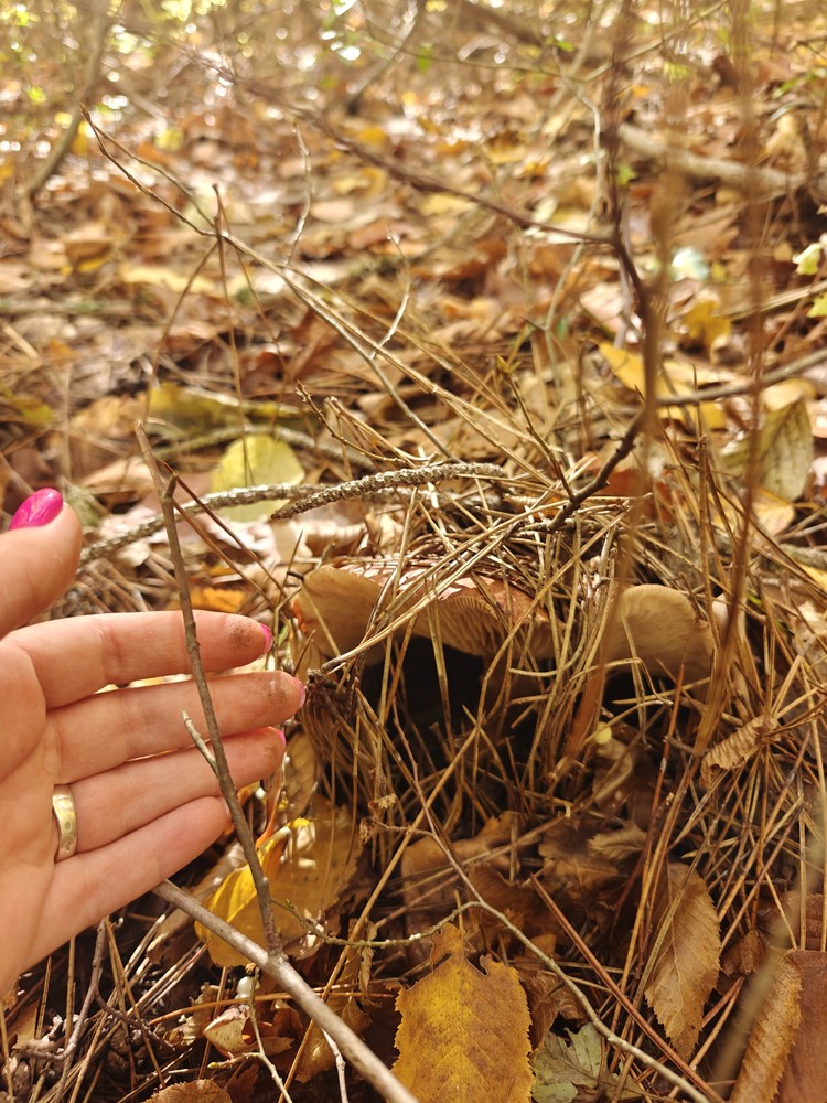«Тихая охота» продолжается: самые грибные места Крыма «Тихая охота» продолжается: самые грибные места Крыма