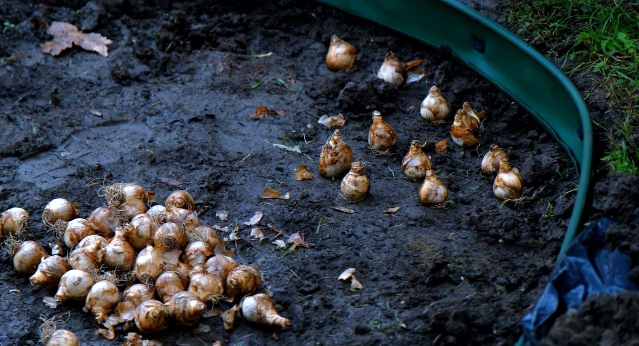 Янина Павленко: Более 90 тысяч цветов будет высажено в муниципалитете – Зеленстрой приступил к осеннему цветочному оформлению нашей красавицы Ялты Янина Павленко: Более 90 тысяч цветов будет высажено в муниципалитете – Зеленстрой приступил к осеннему цветочному оформлению нашей красавицы Ялты