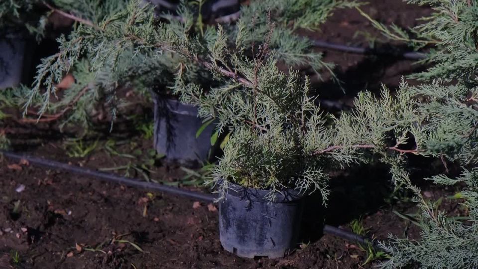 В Ялте приступили к осеннему цветочному оформлению: в городе высадят более 90 тысяч растений