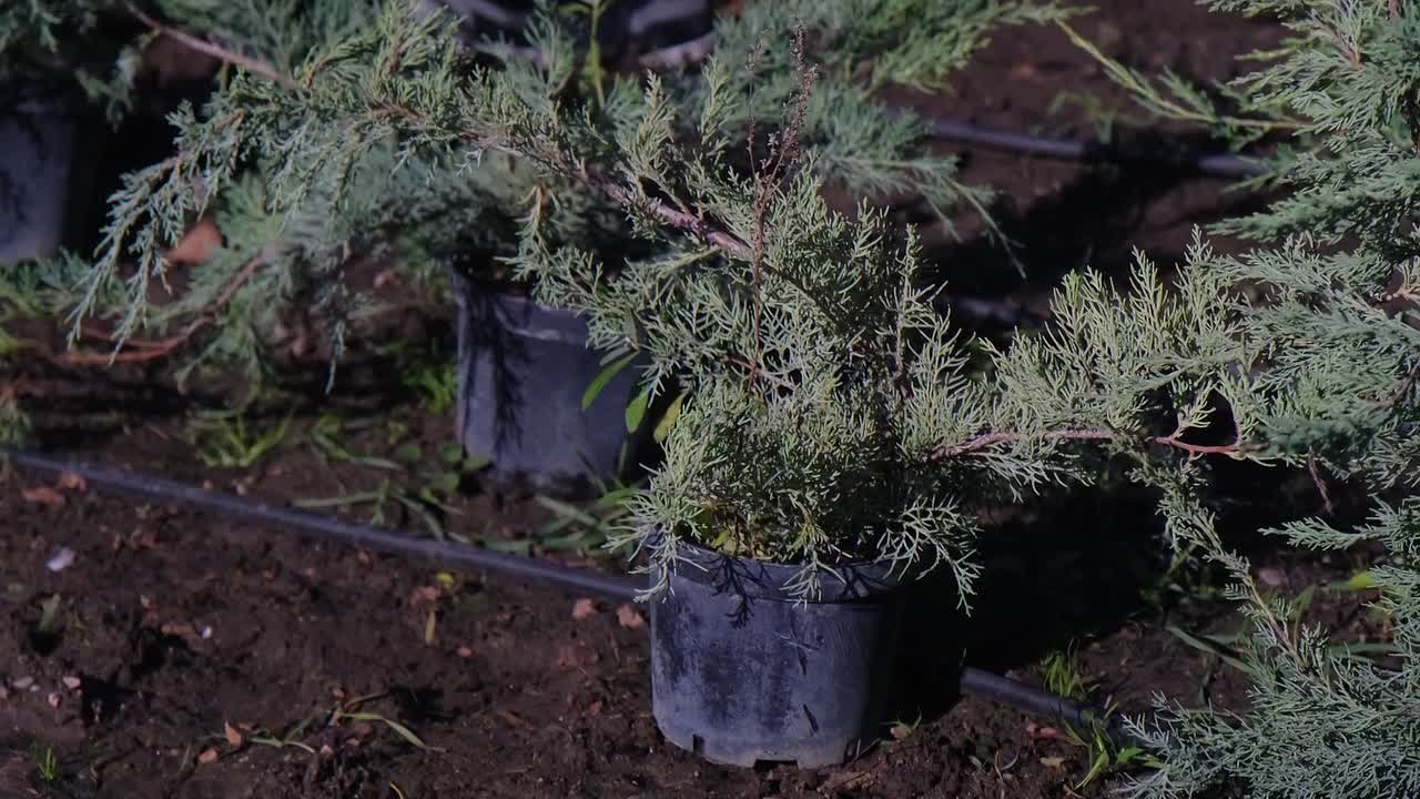 Янина Павленко: Более 90 тысяч цветов будет высажено в муниципалитете – Зеленстрой приступил к осеннему цветочному оформлению нашей красавицы Ялты