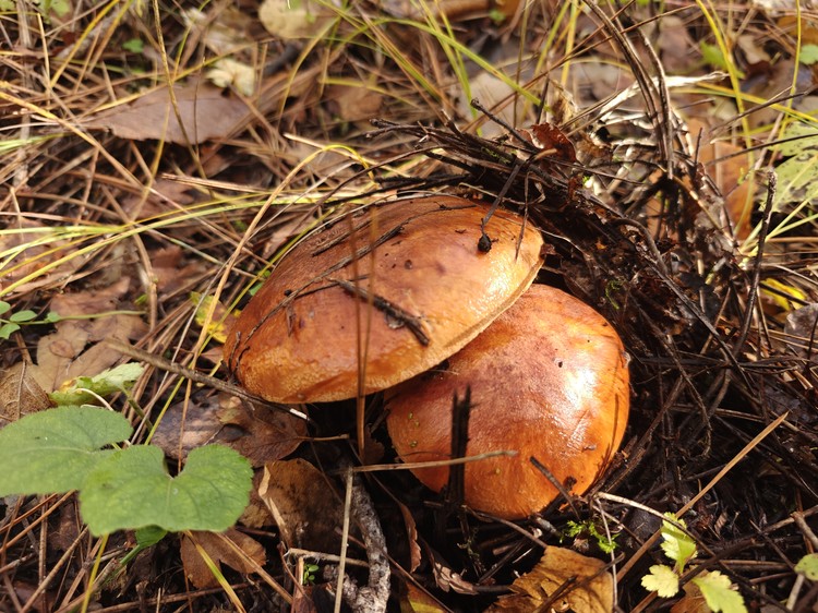«Тихая охота» продолжается: самые грибные места Крыма «Тихая охота» продолжается: самые грибные места Крыма