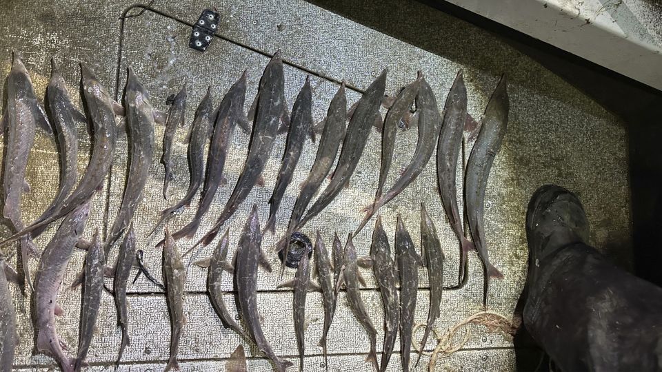 В Югре транспортной полицией задержан браконьер за вылов краснокнижных видов рыб на 18,5 млн рублей