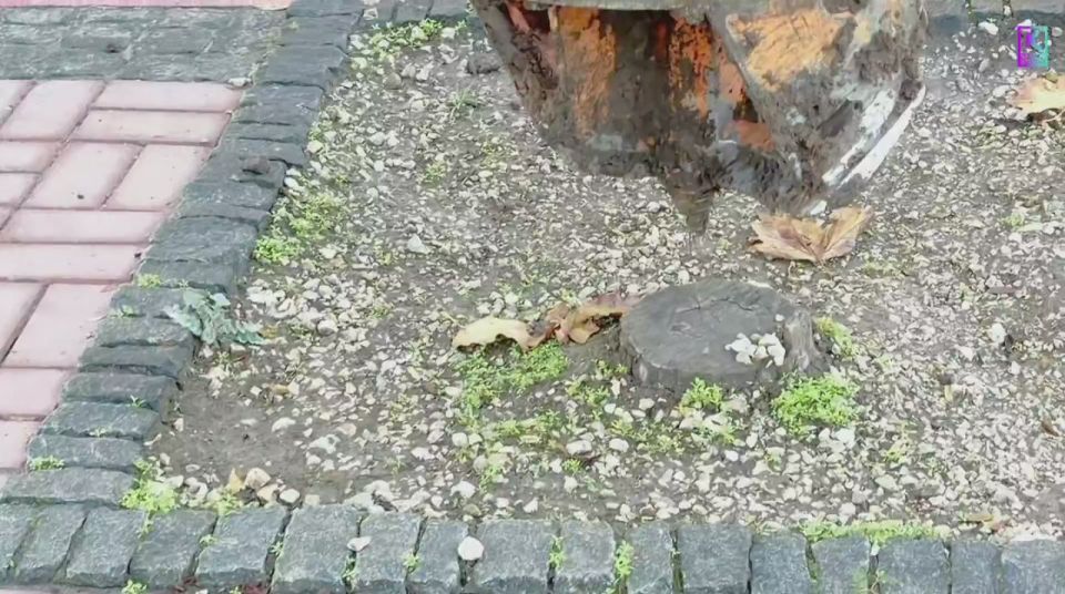 Олег Каторгин: Продолжаем применять установку для удаления пней, оставленных после сноса аварийных деревьев