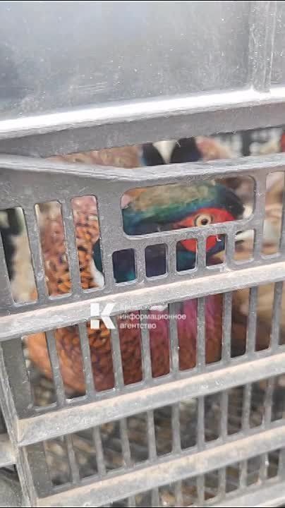 100 фазанов и 250 уток выпустили в охотничьи угодья Елизаветовское и Черноморское