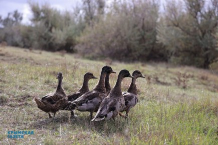 100 фазанов и 250 уток выпустили в охотничьи угодья Крыма