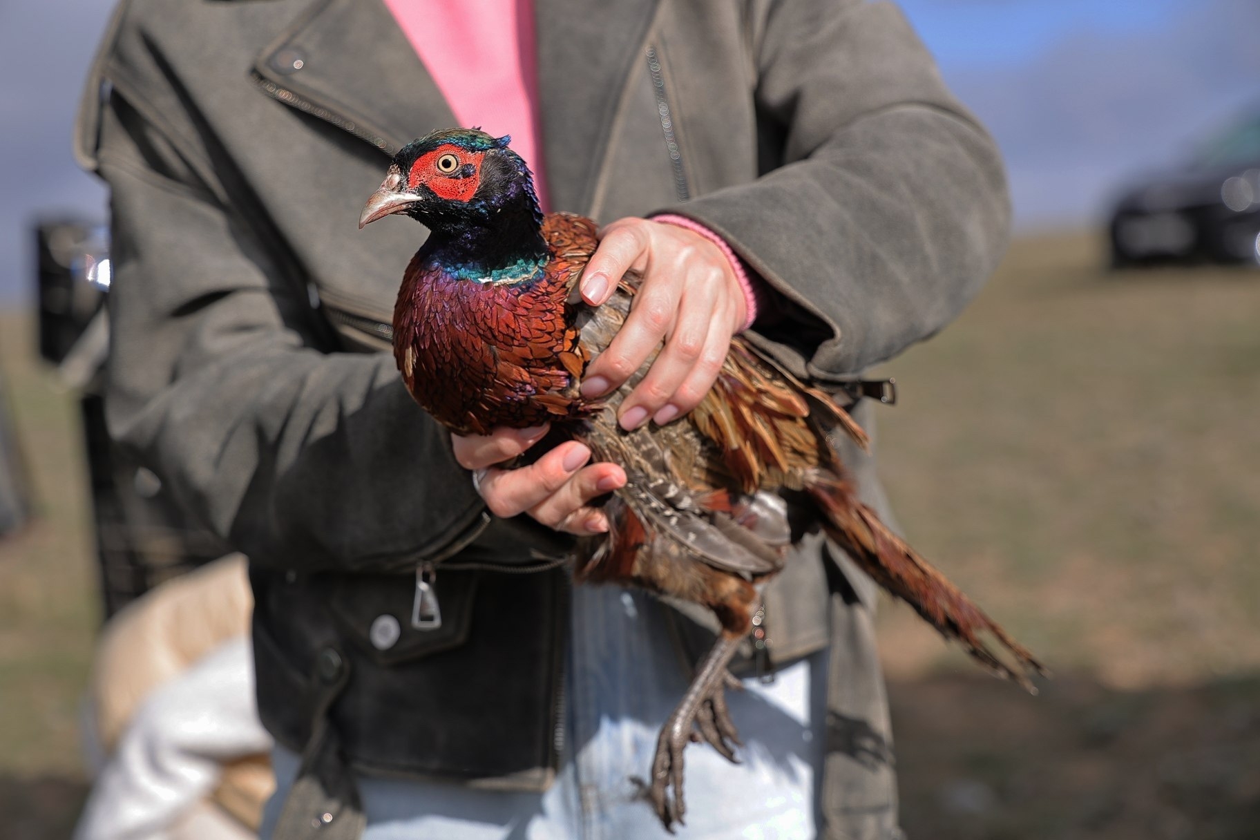 Ольга Шевцова приняла участие в расселении утки и фазана в рамках биотехнических мероприятий Ольга Шевцова приняла участие в расселении утки и фазана в рамках биотехнических мероприятий