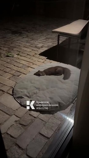 В Крыму винодела Павла Швеца укусила бешеная куница