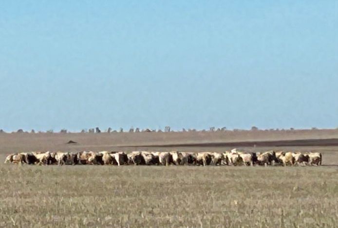 В Первомайском районе специалистами ГБУ РК «Первомайский  районный ВЛПЦ» проводятся мероприятия по выявлению ранее не учтенного поголовья КРС и МРС В Первомайском районе специалистами ГБУ РК «Первомайский  районный ВЛПЦ» проводятся мероприятия по выявлению ранее не учтенного поголовья КРС и МРС