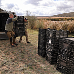100 фазанов и 250 уток выпустили в охотничьи угодья Крыма 100 фазанов и 250 уток выпустили в охотничьи угодья Крыма