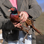 100 фазанов и 250 уток выпустили в охотничьи угодья Крыма 100 фазанов и 250 уток выпустили в охотничьи угодья Крыма