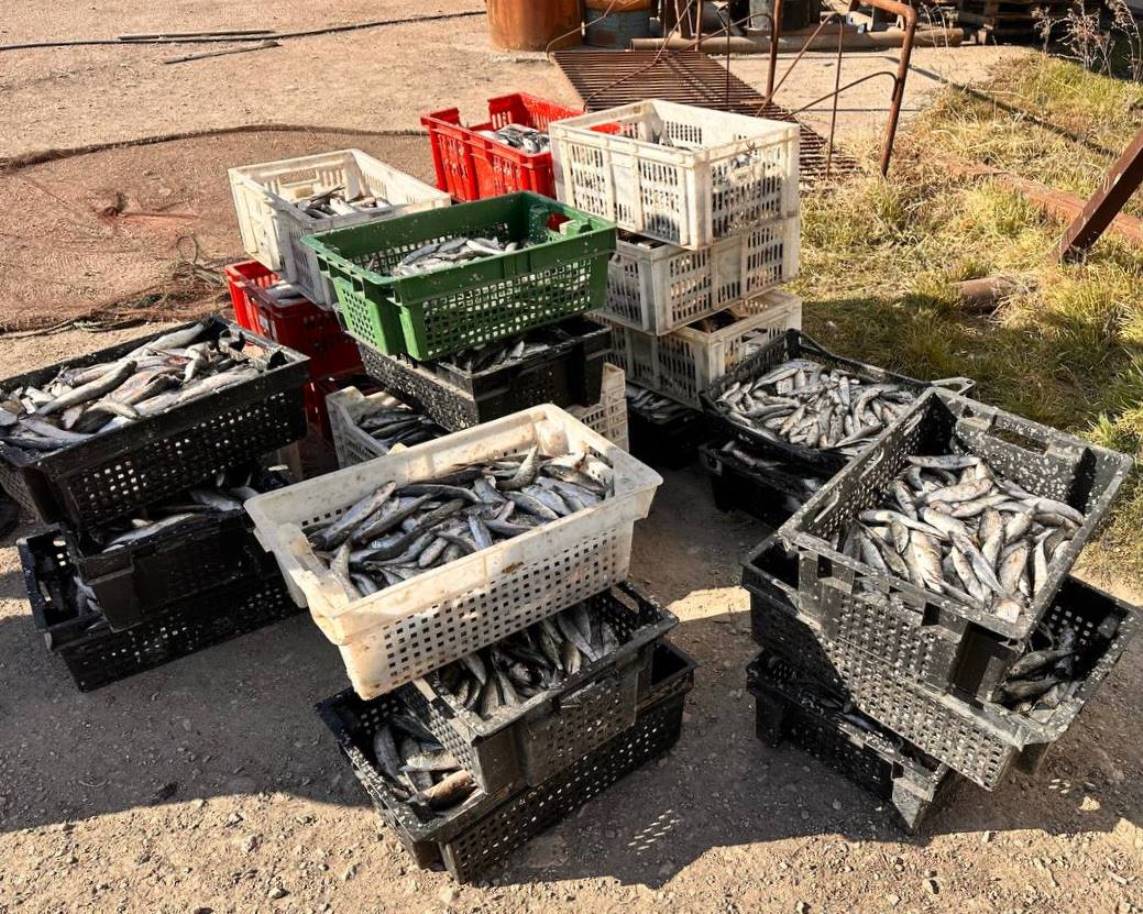 В Севастополе осудят четырех мужчин за незаконную добычу кефали В Севастополе осудят четырех мужчин за незаконную добычу кефали